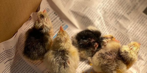 Unser Küken-Projekt